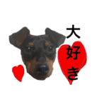 犬ウサギ（個別スタンプ：12）