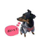 犬ウサギ（個別スタンプ：13）