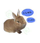 犬ウサギ（個別スタンプ：15）