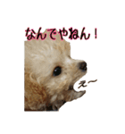 犬のスタンプ2（個別スタンプ：6）