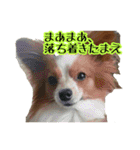 犬のスタンプ2（個別スタンプ：10）