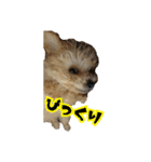 犬のスタンプ2（個別スタンプ：15）