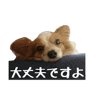 犬のスタンプ2（個別スタンプ：21）