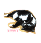 cat say1（個別スタンプ：6）