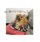 今の気持ちを我が犬と共に（個別スタンプ：3）