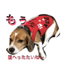 我が家の犬物語（個別スタンプ：1）