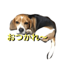 我が家の犬物語（個別スタンプ：2）