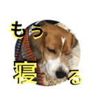 我が家の犬物語（個別スタンプ：4）