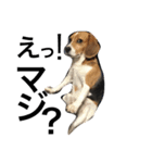 我が家の犬物語（個別スタンプ：5）