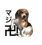 我が家の犬物語（個別スタンプ：8）