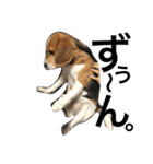 我が家の犬物語（個別スタンプ：10）