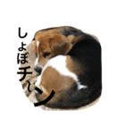 我が家の犬物語（個別スタンプ：14）
