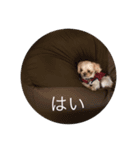 シーズー犬リリィ（個別スタンプ：6）