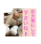 敬語、ネコでお話し（個別スタンプ：36）