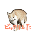 猫のカンタくん（個別スタンプ：1）