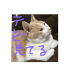 猫のカンタくん（個別スタンプ：6）