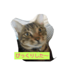 fdcat（個別スタンプ：2）