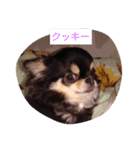 愛犬クッキーちゃん（個別スタンプ：1）