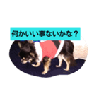 愛犬クッキーちゃん（個別スタンプ：4）