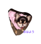 愛犬クッキーちゃん（個別スタンプ：7）