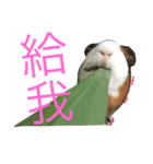 guinea pig bui bui（個別スタンプ：2）