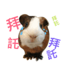 guinea pig bui bui（個別スタンプ：5）