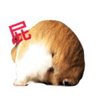 guinea pig bui bui（個別スタンプ：8）