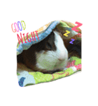 guinea pig bui bui（個別スタンプ：9）