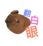 guinea pig bui bui（個別スタンプ：10）