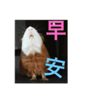 guinea pig bui bui（個別スタンプ：12）