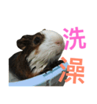 guinea pig bui bui（個別スタンプ：14）