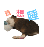 guinea pig bui bui（個別スタンプ：15）