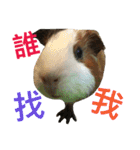 guinea pig bui bui（個別スタンプ：19）