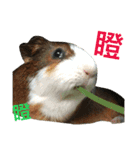 guinea pig bui bui（個別スタンプ：20）