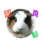 guinea pig bui bui（個別スタンプ：22）