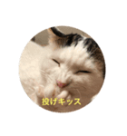 I am cat.Do you like cat？（個別スタンプ：8）