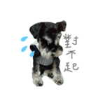 Cute puppy Schnauzer dog（個別スタンプ：1）