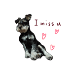 Cute puppy Schnauzer dog（個別スタンプ：4）