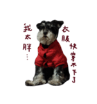 Cute puppy Schnauzer dog（個別スタンプ：6）