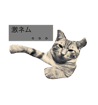 何気ない猫（個別スタンプ：1）