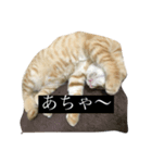 何気ない猫（個別スタンプ：4）