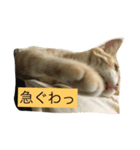 何気ない猫（個別スタンプ：6）