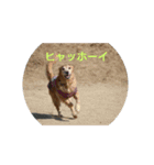 golden-monchan2（個別スタンプ：1）