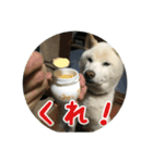 Shiba go for it（個別スタンプ：12）