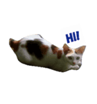 cat (white)（個別スタンプ：1）