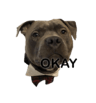 Ollie the Staffy（個別スタンプ：2）