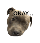 Ollie the Staffy（個別スタンプ：4）