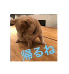 ねこねこすたんぷ！！（個別スタンプ：16）