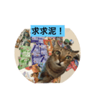 Public CAT（個別スタンプ：4）