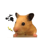 kiwi hamster's Channel（個別スタンプ：1）